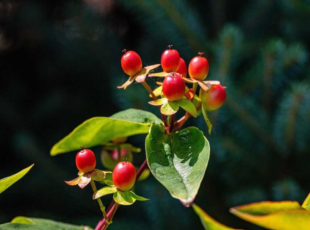 herbal remedies for beginners